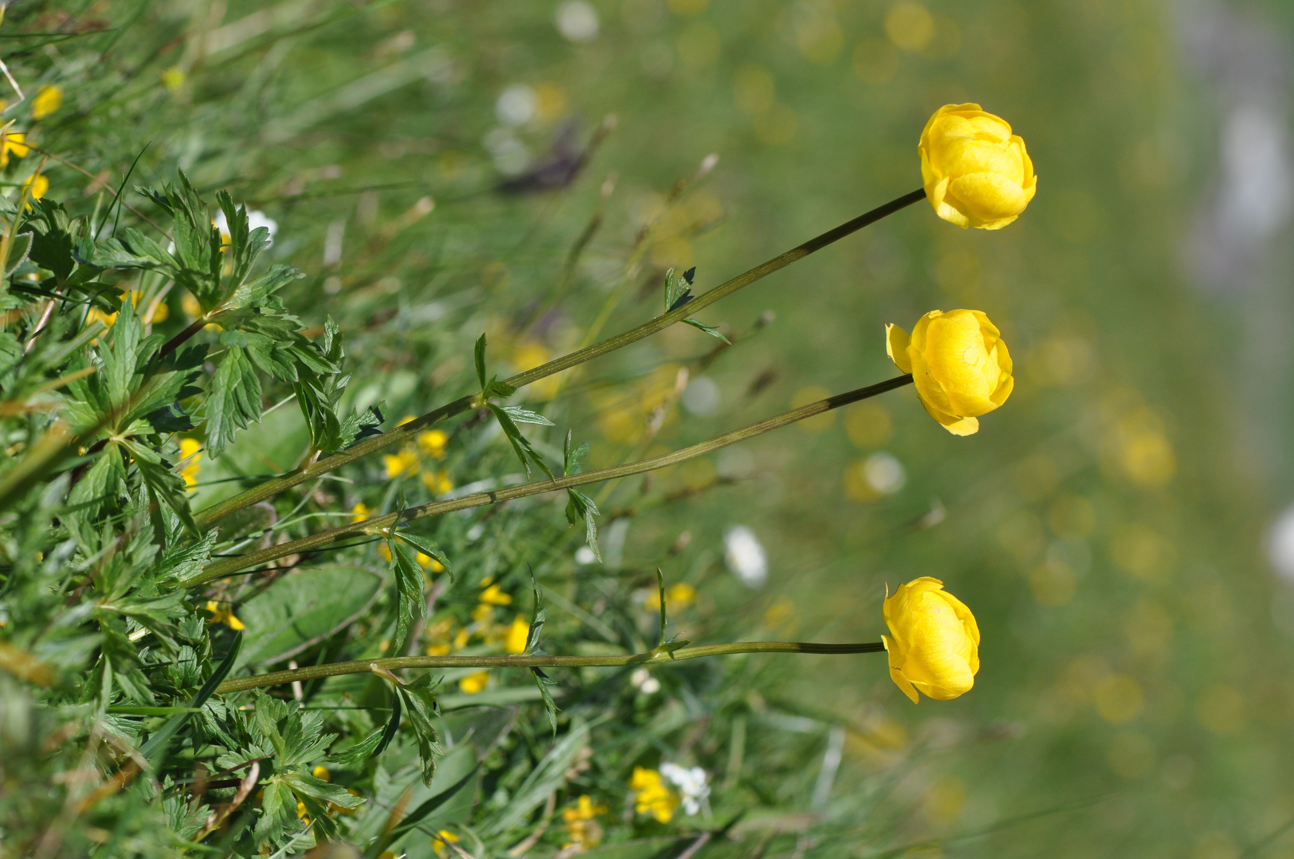 Trollius europaeus L.